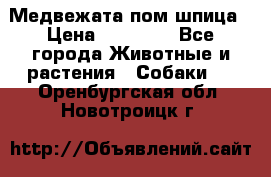 Медвежата пом шпица › Цена ­ 40 000 - Все города Животные и растения » Собаки   . Оренбургская обл.,Новотроицк г.